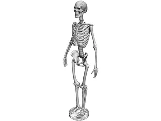 Human Skeleton 3D Model preview