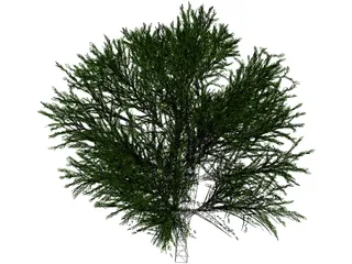 Cherry Tree 3D Model preview