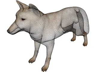Tibetan Hill Fox 3D Model preview