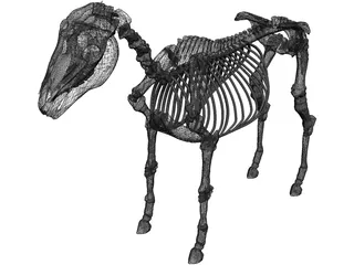 Horse Skeleton 3D Model preview