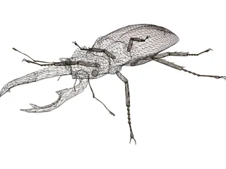 Beetle 3D Model preview