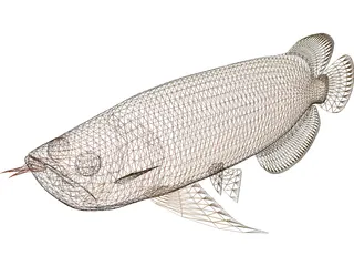 Asia Arowana 3D Model preview