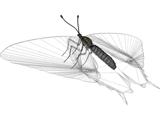 Sallow Tail Butterfly 3D Model preview