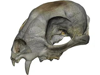Lynx Skull 3D Model preview