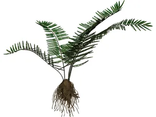 Sword Fern 3D Model preview