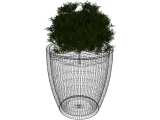 Boxwood Plant 3D Model preview