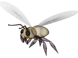 Bee 3D Model preview