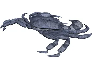 Harris Mud Crab 3D Model preview