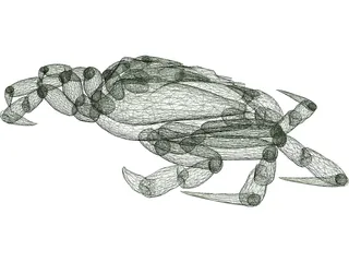 European Green Crab 3D Model preview