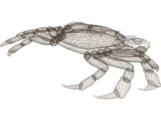 Asian Shore Crab 3D Model preview