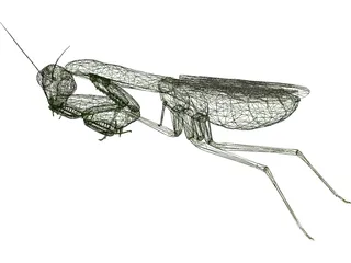 Flying Mantis 3D Model preview