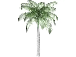 Palm Tree (Royal Palm) 3D Model preview