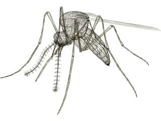 Mosquito 3D Model preview