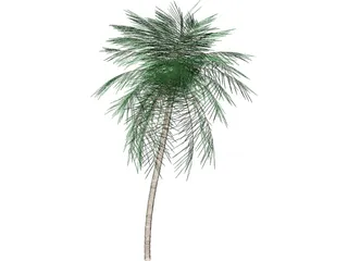 Palm Tree Tall 3D Model preview