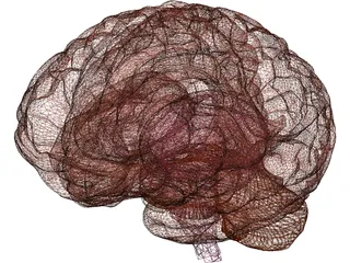 Brain 3D Model preview