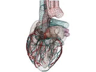 Heart with Internal Parts 3D Model preview