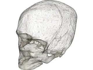 Skull Detailed 3D Model preview