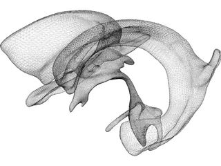 Brain Ventricle 3D Model preview