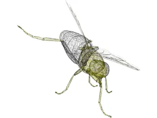 Fly 3D Model preview