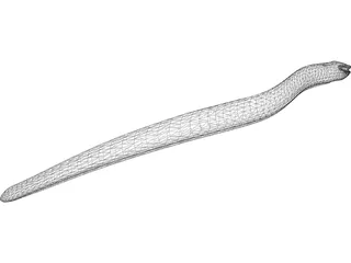Moray Eel 3D Model preview