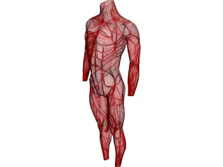 Surface Muscles 3D Model preview