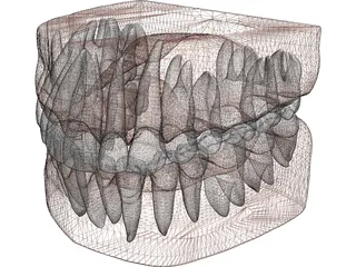 Teeth, Roots, Gums 3D Model preview