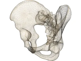 Pelvis Male 3D Model preview