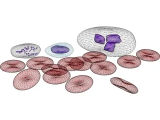 Blood Cells 3D Model preview
