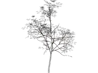 American Mountain Ash 3D Model preview
