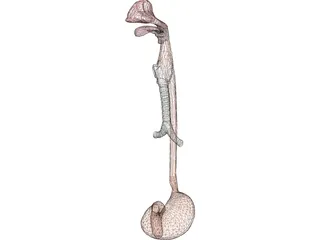 Digestive Tract and Respiratory 3D Model preview
