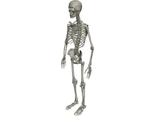 Skeleton Male 3D Model preview