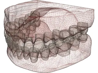 Teeth and Gums 3D Model preview