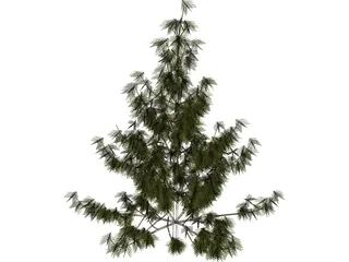 Bhutan Pine 3D Model preview