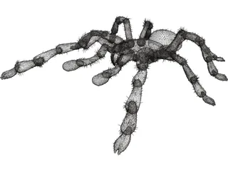 Tarantula 3D Model preview