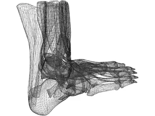 Human Leg 3D Model preview