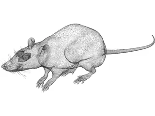 Rat House 3D Model preview