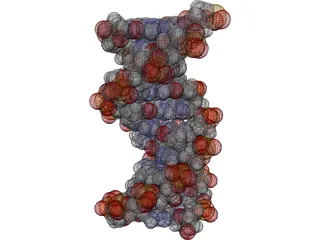 B-DNA 3D Model preview