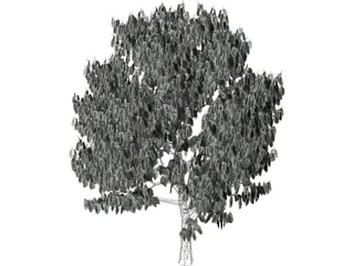 Acacia Tree 3D Model preview