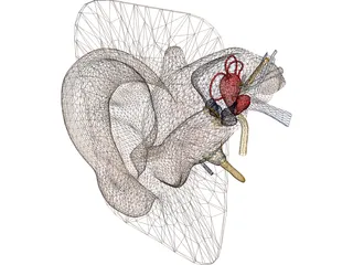 Ear 3D Model preview