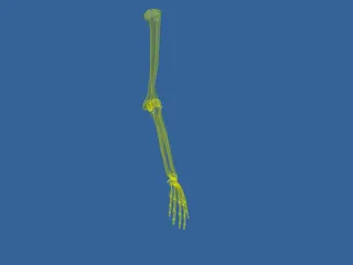 Hand 3D Model preview