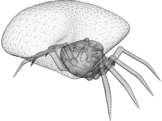 Jumping Spider 3D Model preview