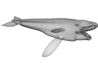 Whale 3D Model preview