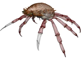Crab (Maia Squinado) 3D Model preview