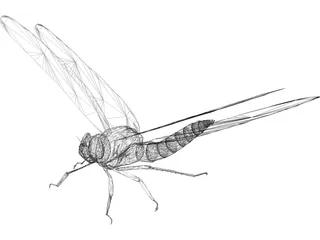 Dragon Fly 3D Model preview