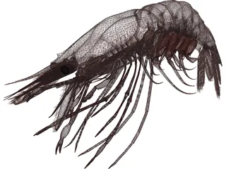 Large Red Prawn 3D Model preview