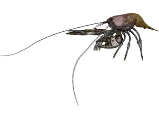 Lobster (Homarus Gammarus) 3D Model preview
