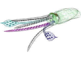 Squid 3D Model preview