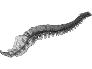 Vertebral Column and Spinal Cord 3D Model preview