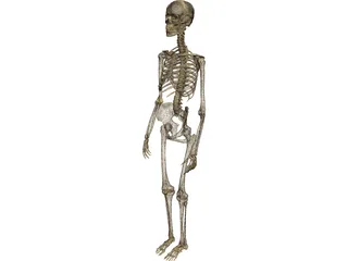 Skeleton Female 3D Model preview