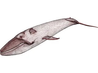 Whale Blue 3D Model preview